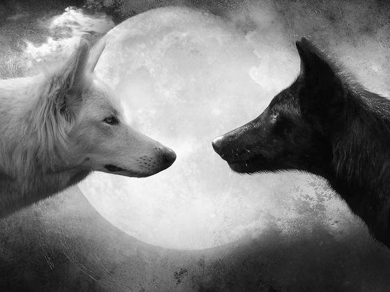 C6502df2 d305 4614 8df1 1c946250f2de